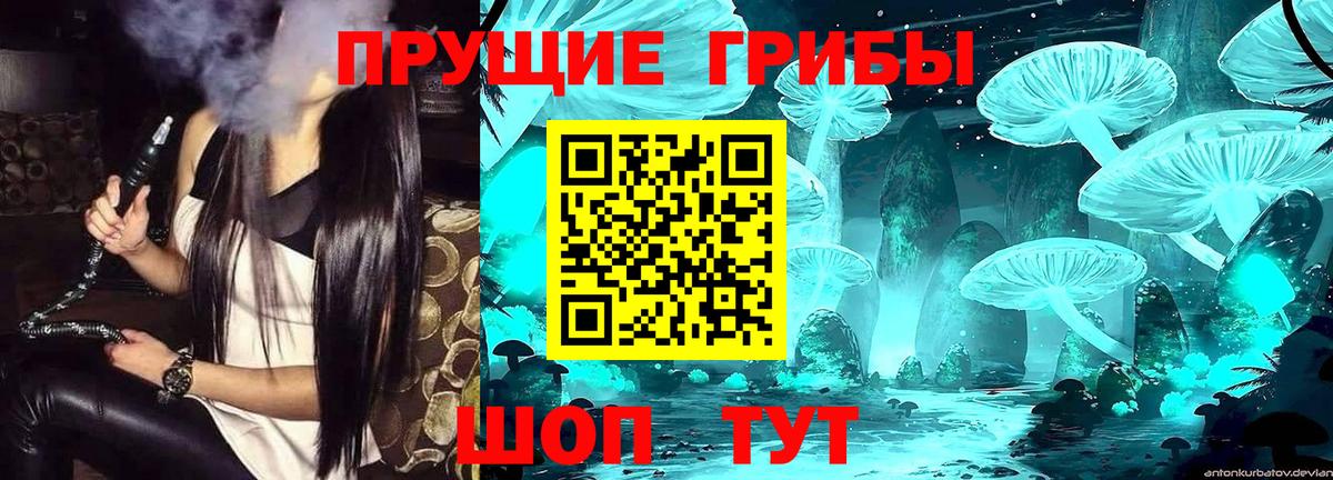 Псилоцибиновые грибы Psilocybine cubensis Звенигород